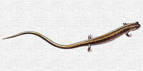 Ibériai szalamandra