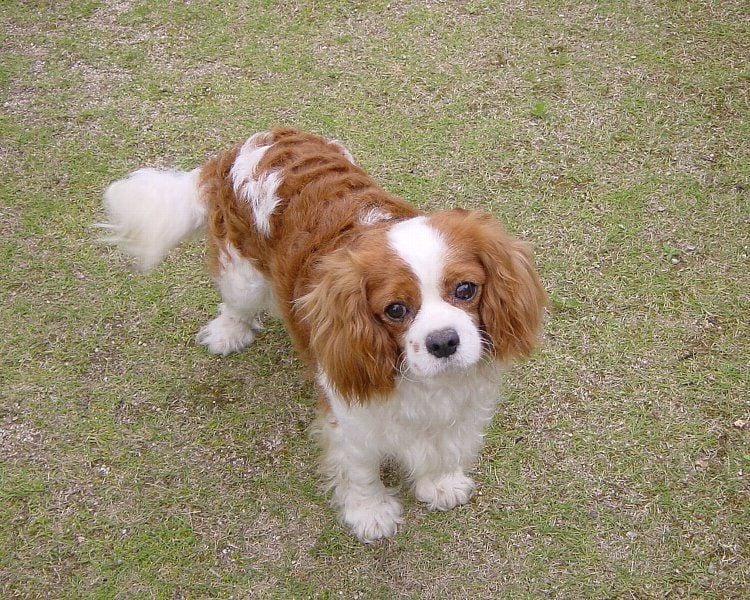 Cavalier az angol „lovag”
