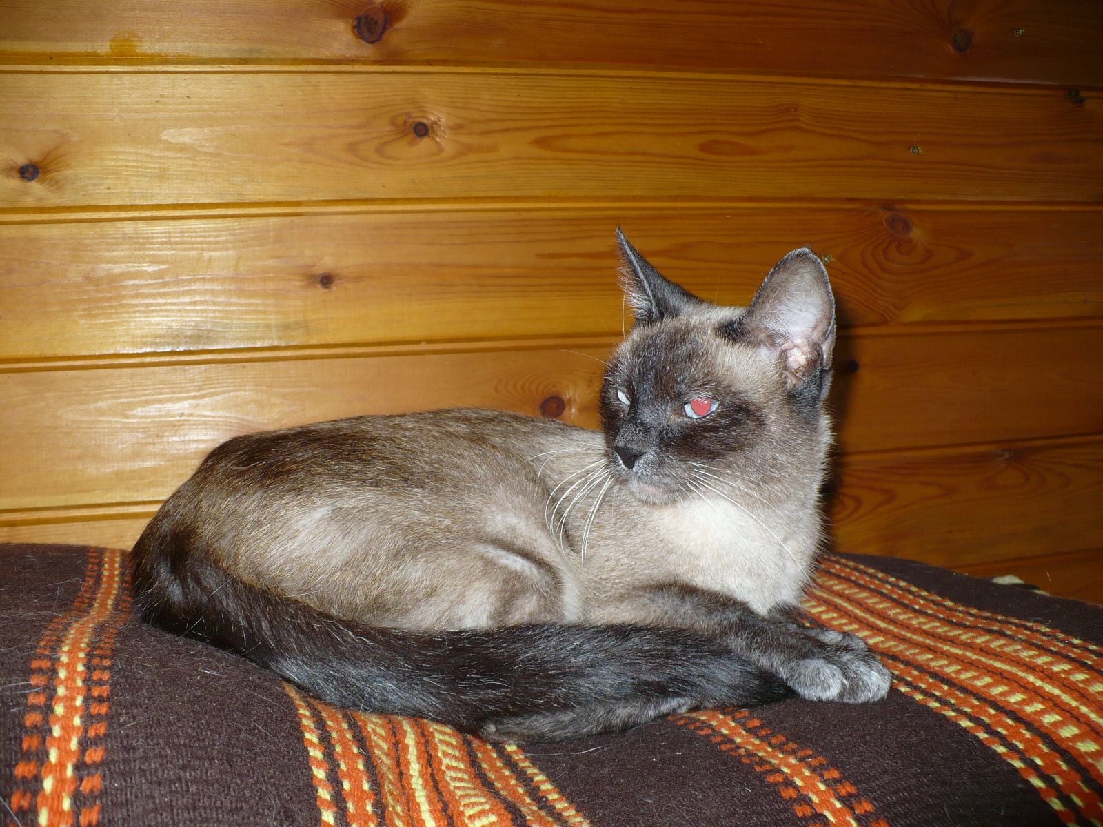 Szobacica