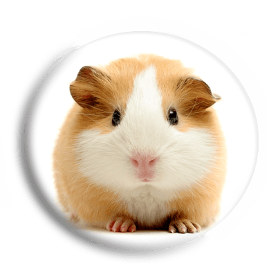 A tengerimalac vízszükséglete