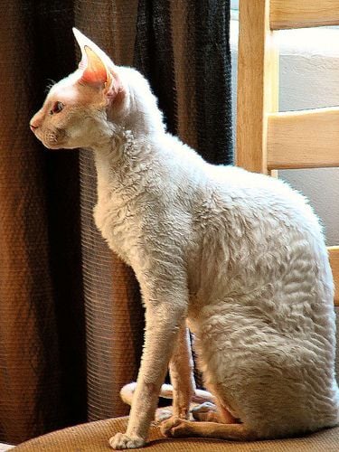 A cornish rex macska