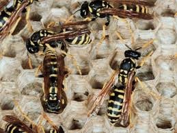 A papír feltalálója, a darázs