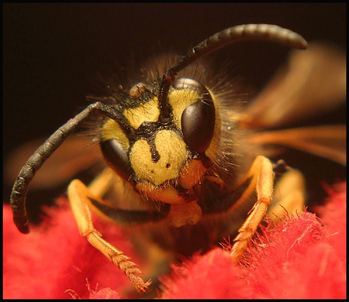 A darazsak és a méhek kolóniája
