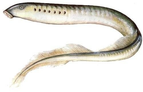 A Dunai és a Folyami igola