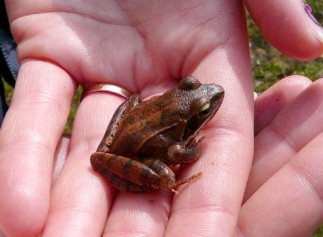 Az Erdei béka jellegzetességei