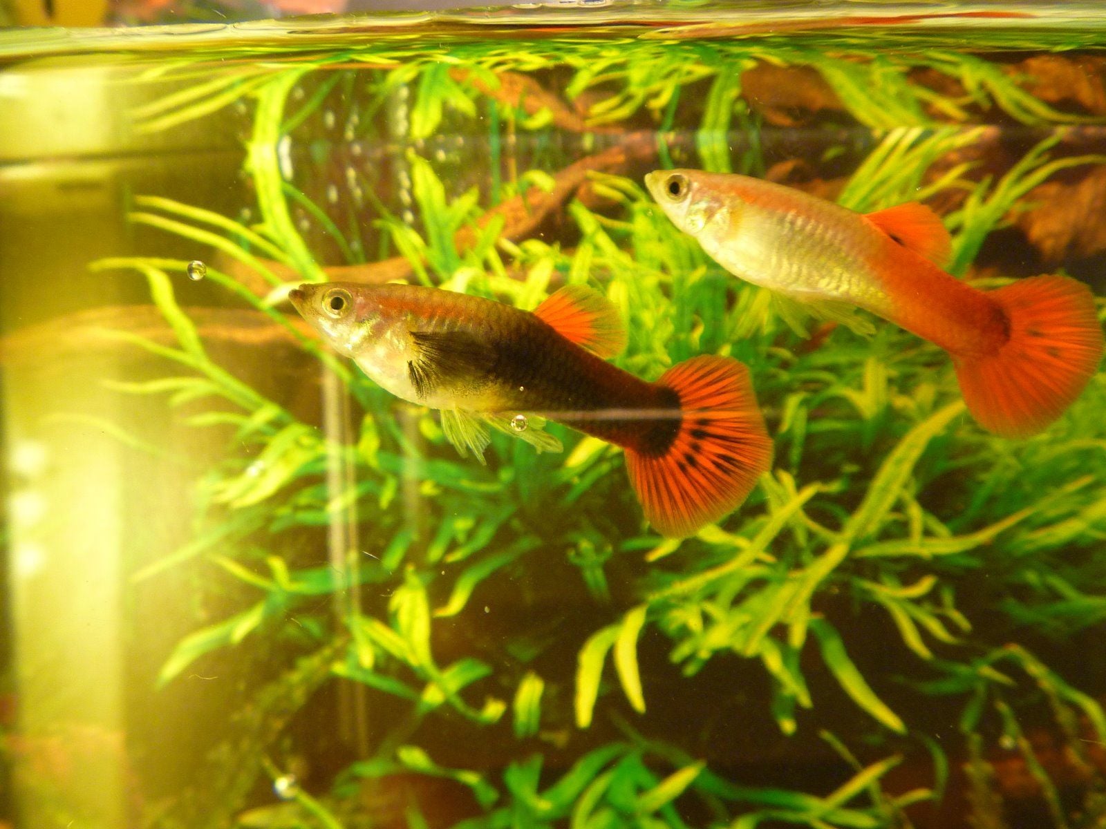 Hogyan etessük díszhalainkat?