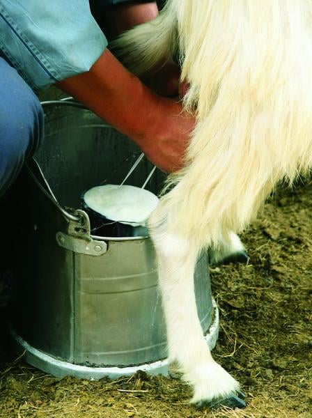 Kecsketejjel a betegségek ellen