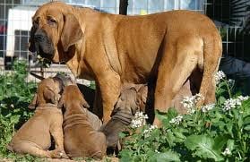 Fila Brasileiro