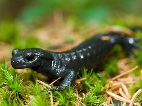 Alpesi szalamandra
