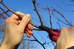Idős gyümölcsfa gondozás