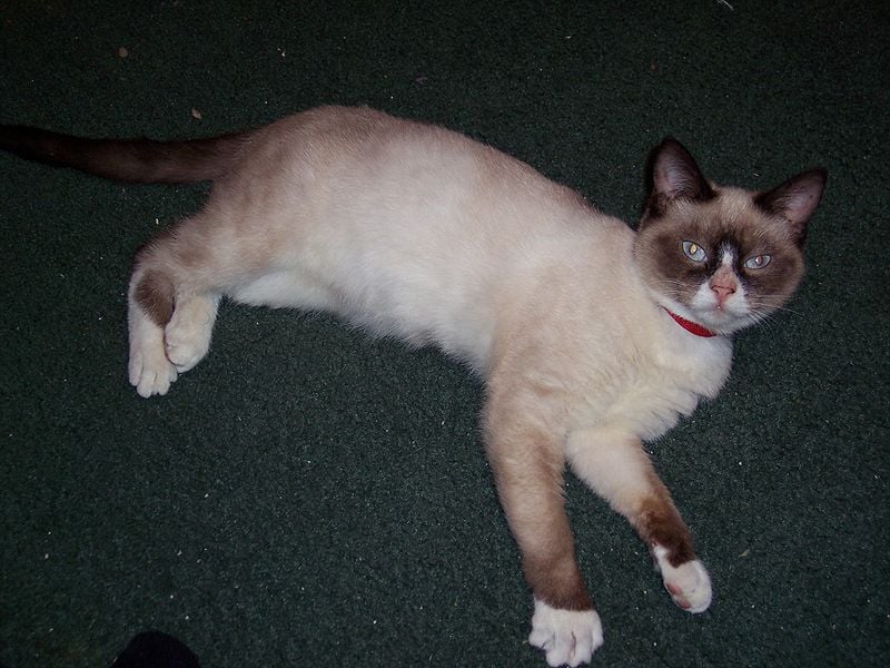 A ” zoknis” macska