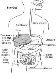 Az irritábilis bél szindróma tünetei, felismerése