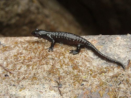 Alpesi szalamandra életmódja