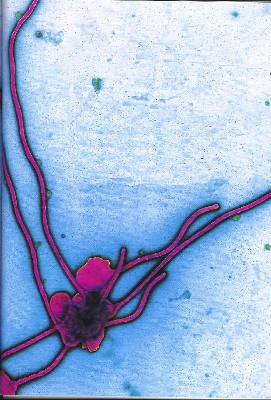 A járványtan (epidemiológia)