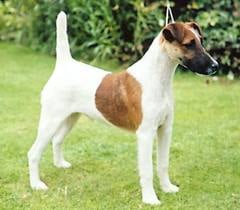 A sima szőrű foxterrier