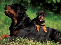A Rottweiler