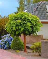 A szivarfa károsítói