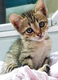 A kismacskák születése