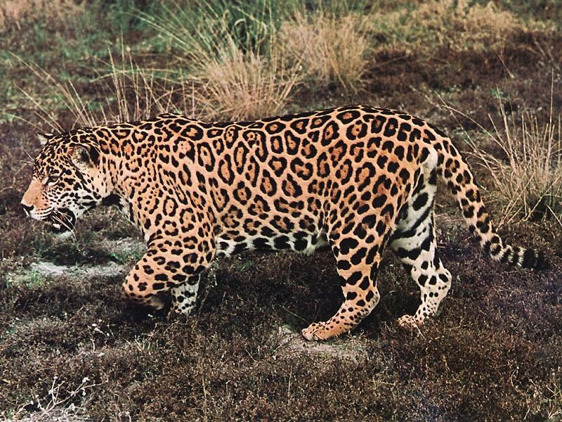 Jaguár