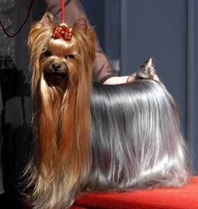 Yorkshire terrier