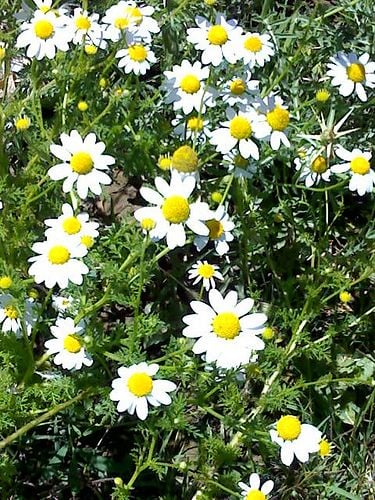 Gyógynövényágy a biokertben