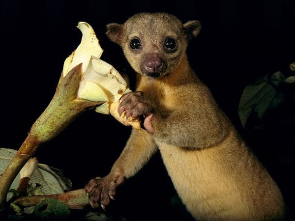 Kinkajou, avagy a farksodró