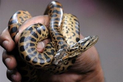 Az anakonda táplálkozása és szaporodása
