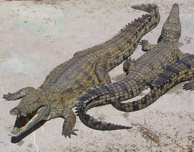 A krokodil egy igazi ősi faj