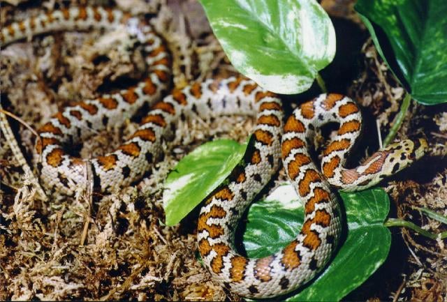 Leopárdsikló Elaphe situla jellegzetességei