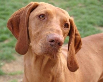 Büszkeségünk a rövid szőrű Magyar vizsla