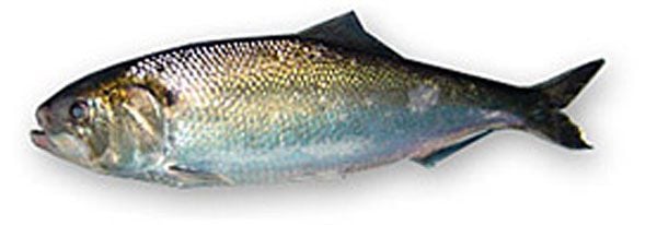 A Fattyúhering és a Finta