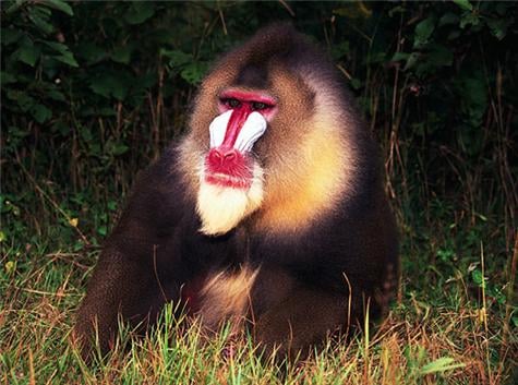 Mandrill