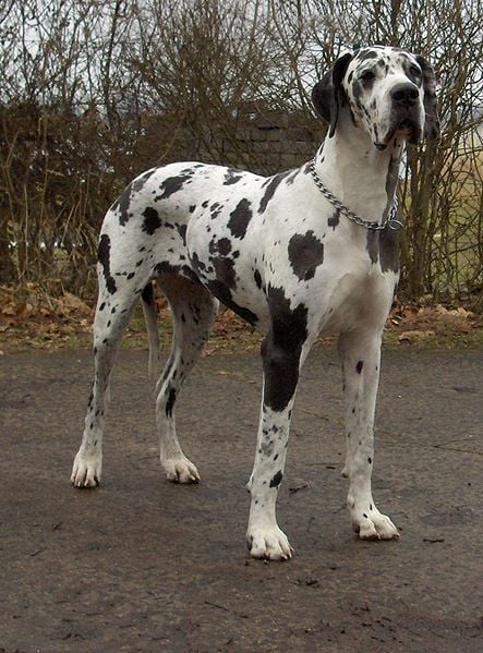 A  dog német, vagy dán?