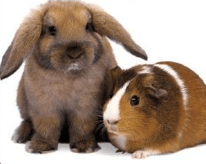 Nyúl és tengerimalac együtt?