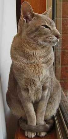 A keleti rövid szőrű macska