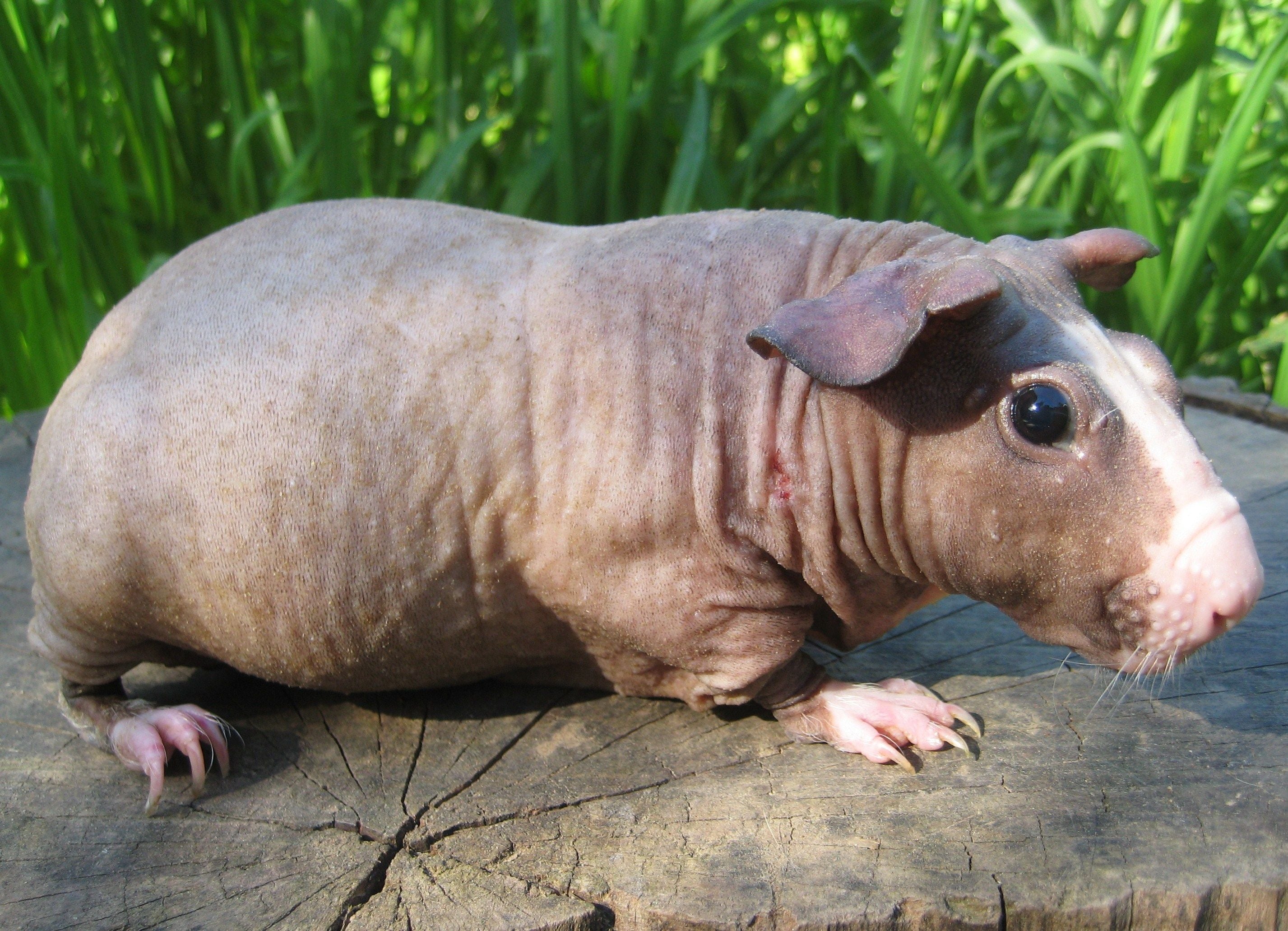 Csupasz tengerimalac