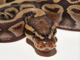 Python regius avagy a Királypitona