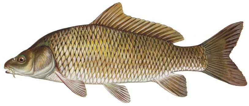 A hal márpedig egészséges!