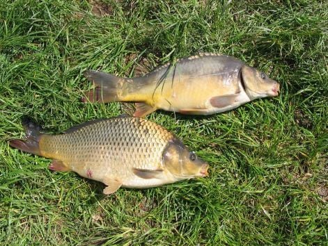 Carp fishing avagy mi kerüljön a horogra