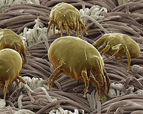 Egy lakásban a poratkával