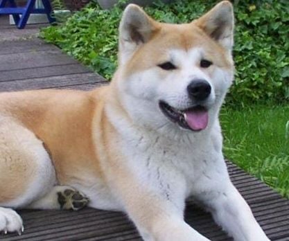 Akita