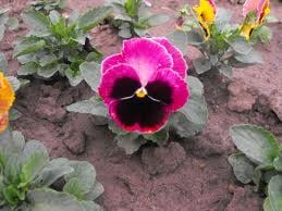 Viola