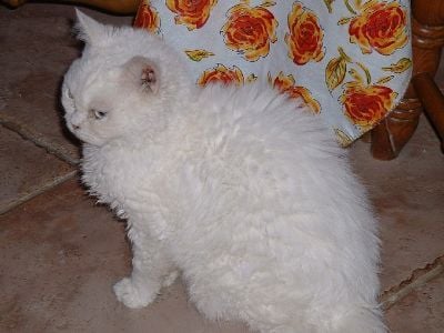 Selkirk rex