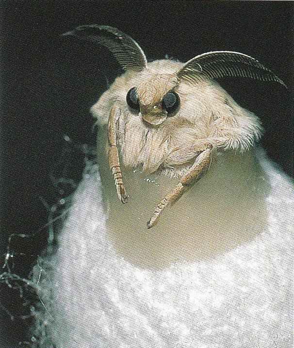 A selyemhernyó