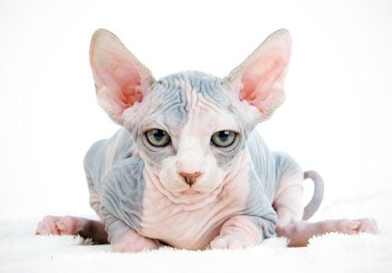 Egyiptom jelképe, avagy a Sphynx macska