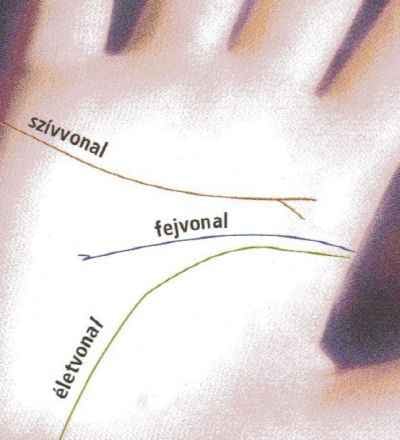 Tenyérjóslás: a szívvonal