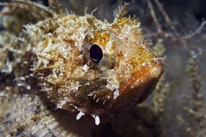 A leghangosabb tengeri halak