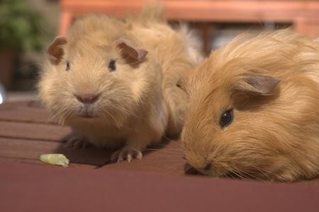 Miért éppen a tengerimalac?