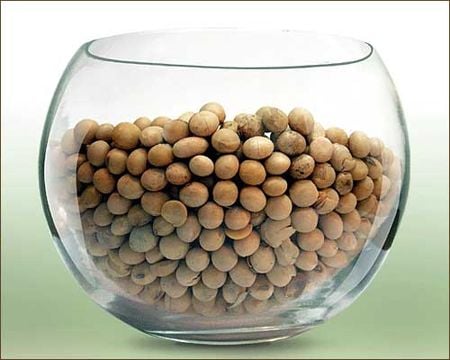 A szója fontossága