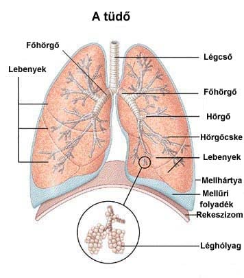 Bronchiolitisz
